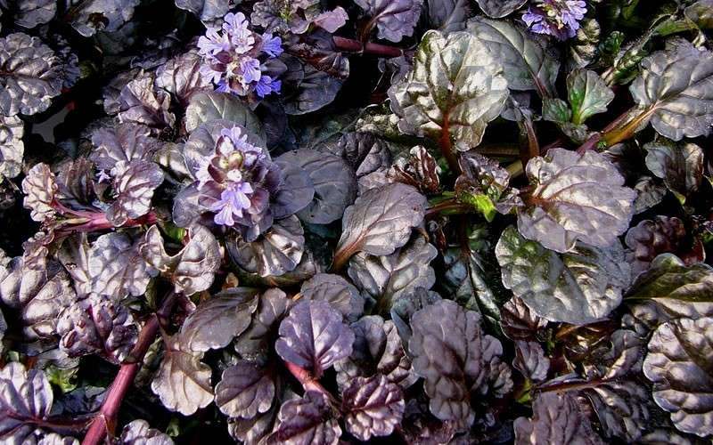 Black Scallop Ajuga Bugleweed