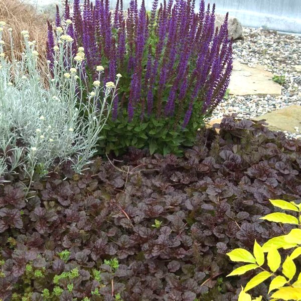 Black Scallop Ajuga Bugleweed