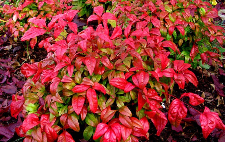 Firepower Dwarf Nandina
