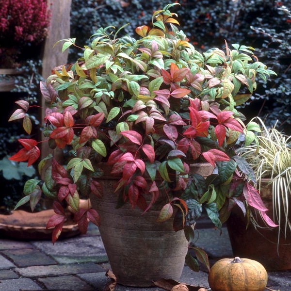 Firepower Dwarf Nandina