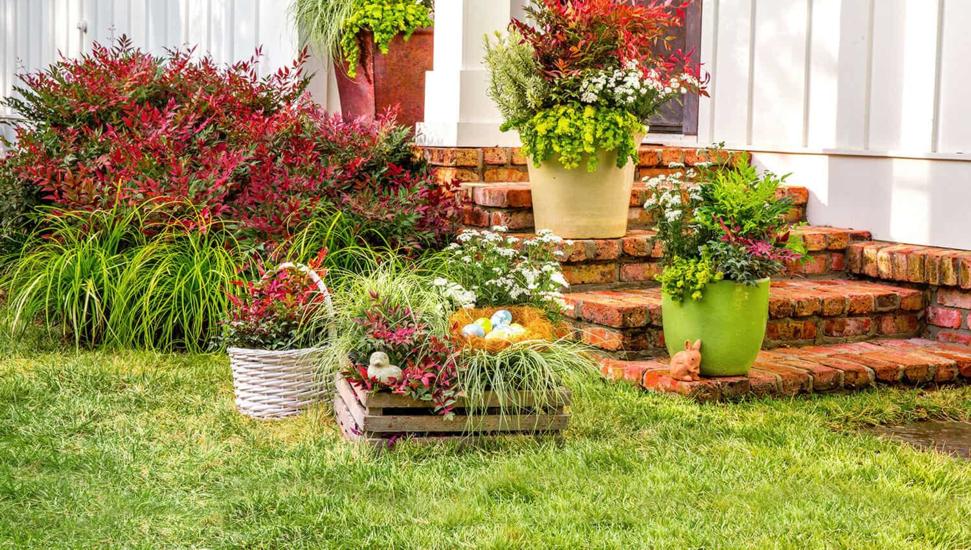 Firepower Dwarf Nandina