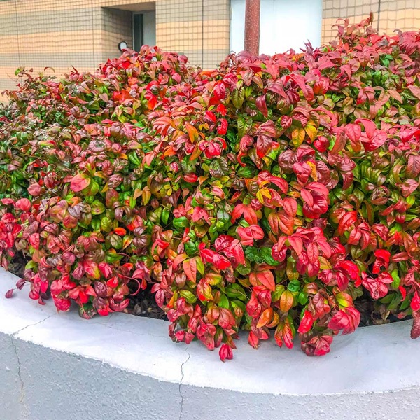 Firepower Dwarf Nandina