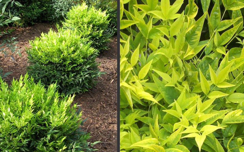 Lemon Lime Nandina