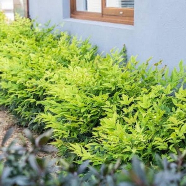 Lemon Lime Nandina