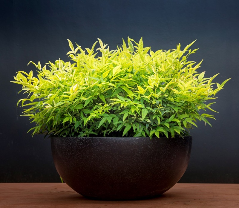 Lemon Lime Nandina