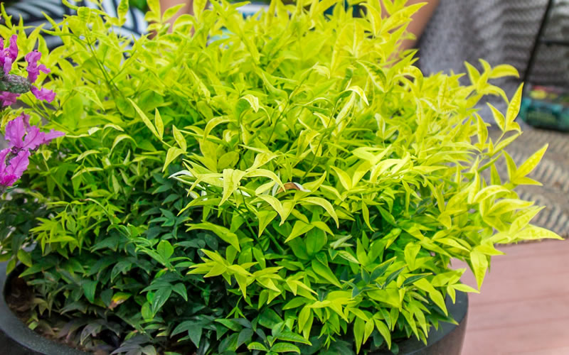 Lemon Lime Nandina