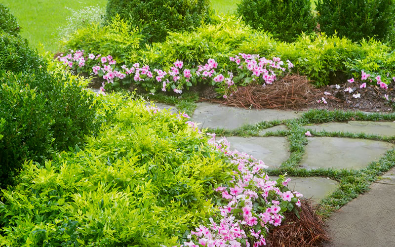 Lemon Lime Nandina