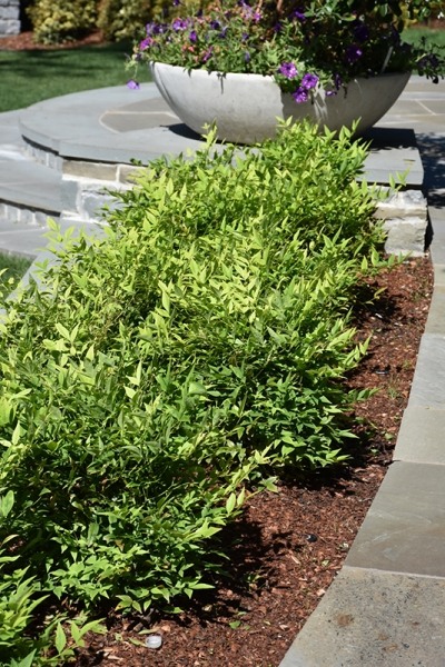 Lemon Lime Nandina