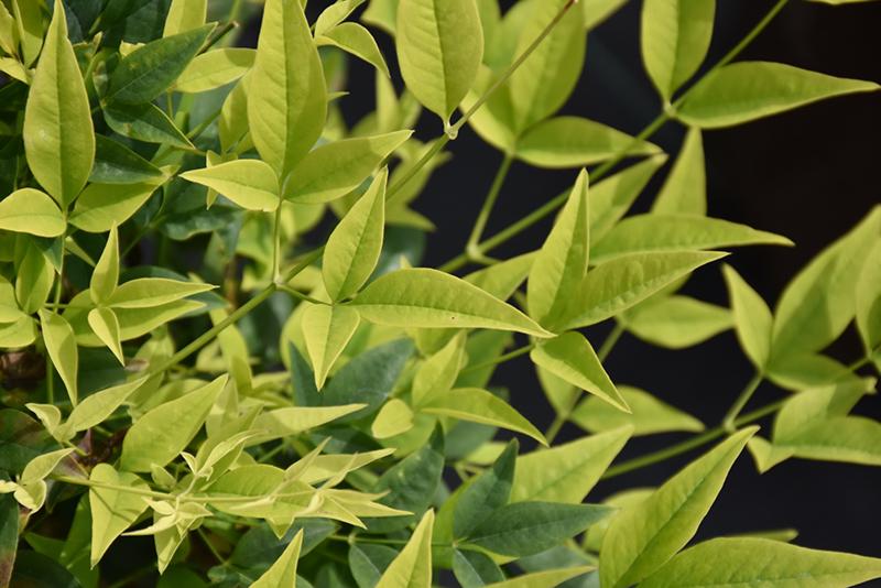 Lemon Lime Nandina