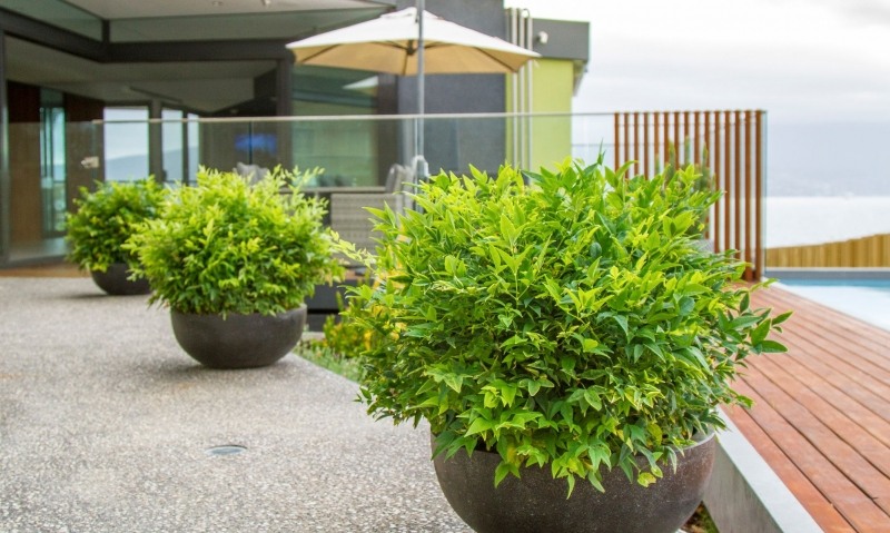 Lemon Lime Nandina