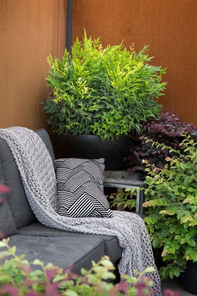 Lemon Lime Nandina