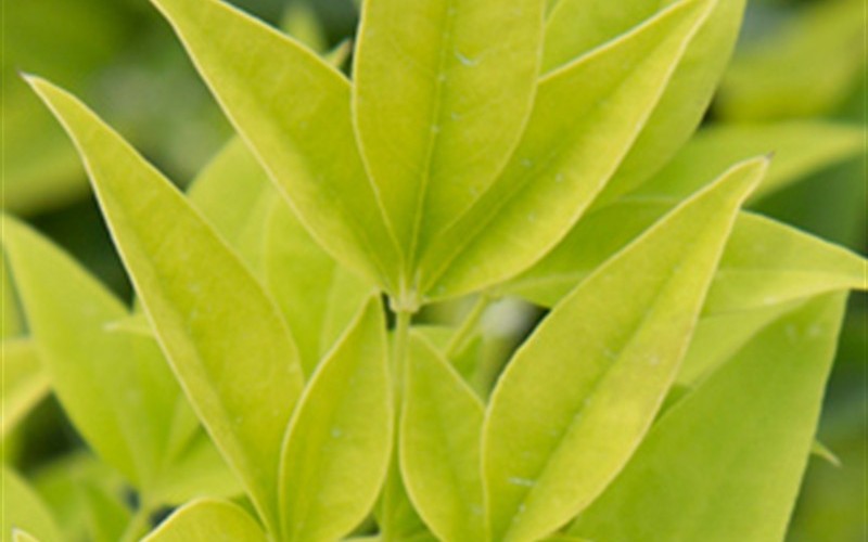 Lemon Lime Nandina