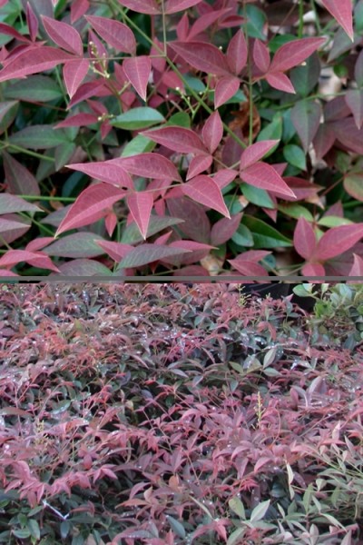 Flirt Dwarf Nandina