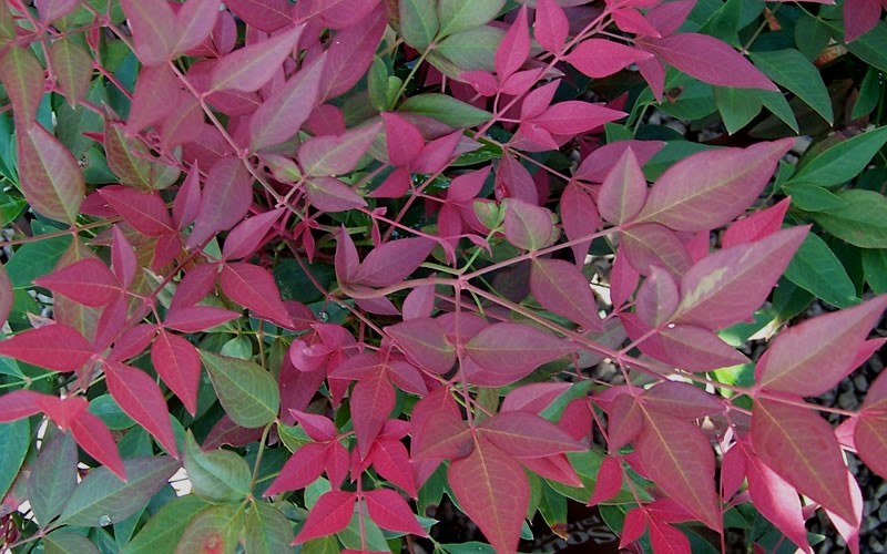 Flirt Dwarf Nandina