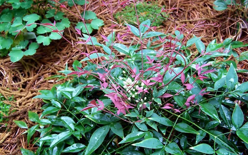 Flirt Dwarf Nandina