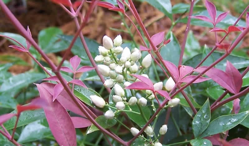 Flirt Dwarf Nandina