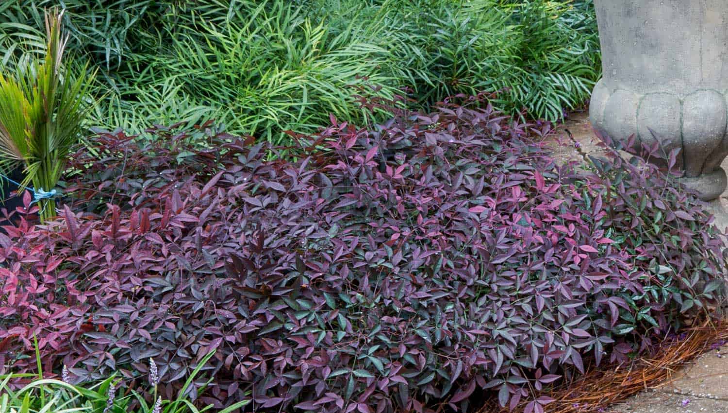 Flirt Dwarf Nandina