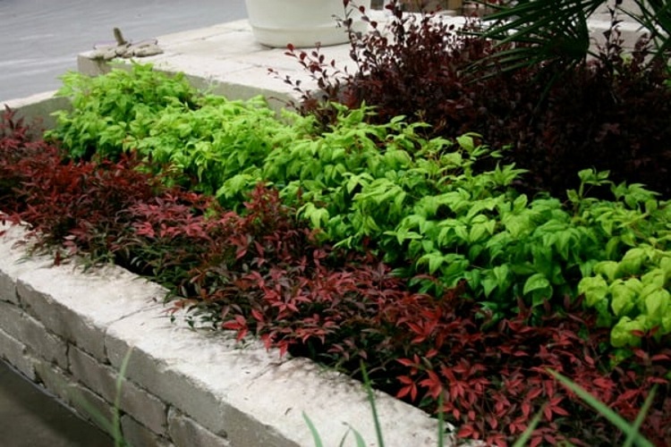 Flirt Dwarf Nandina