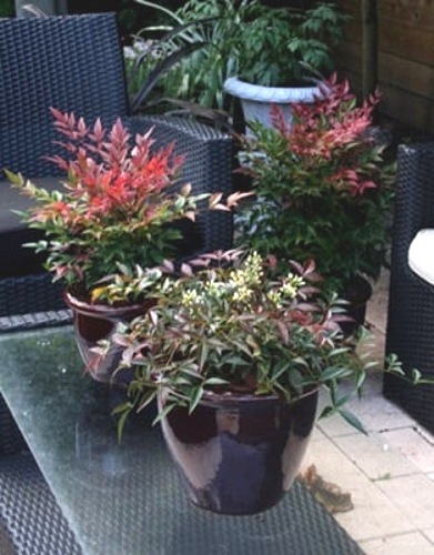 Flirt Dwarf Nandina