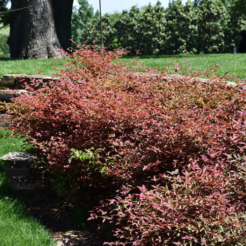 Flirt Dwarf Nandina