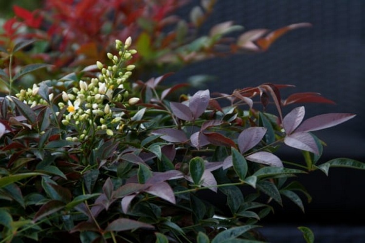 Flirt Dwarf Nandina