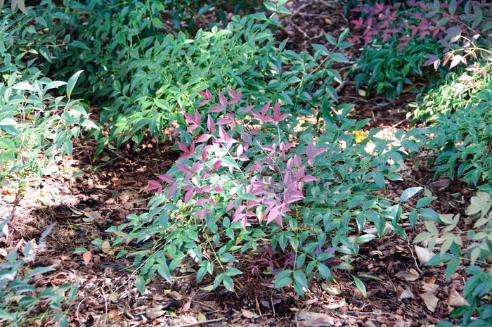 Flirt Dwarf Nandina