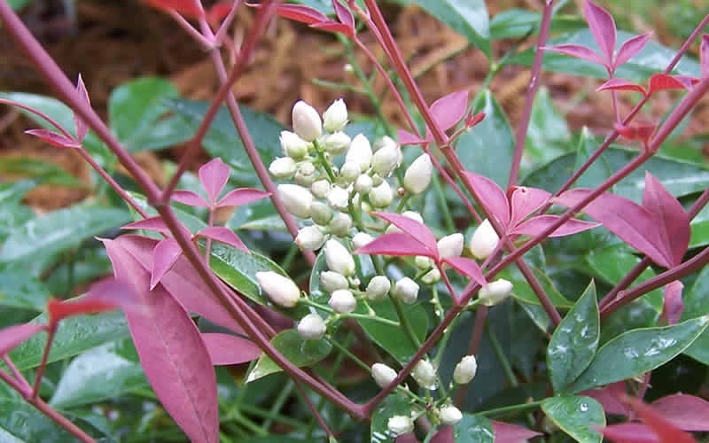 Flirt Dwarf Nandina