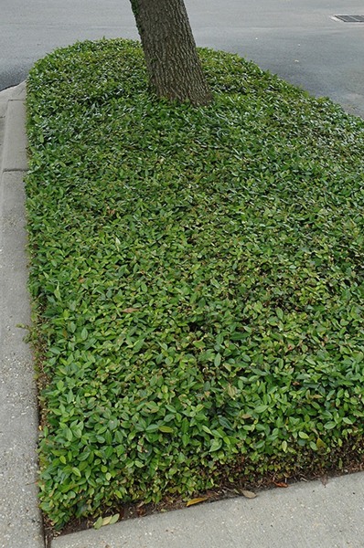 Asian Jasmine