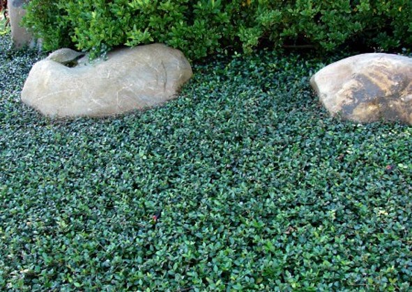 Asian Jasmine
