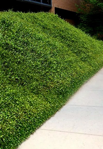 Asian Jasmine