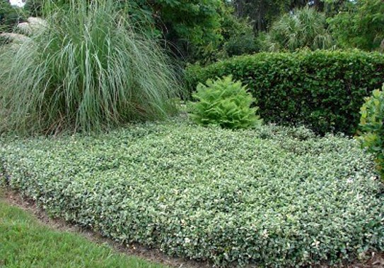 Asian Jasmine