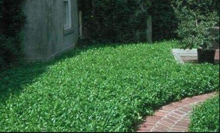 Asian Jasmine