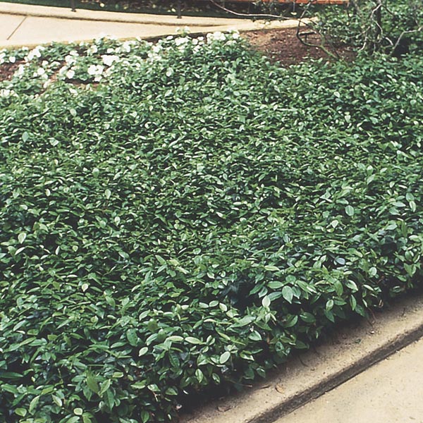 Asian Jasmine