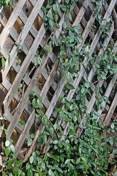 Asian Jasmine