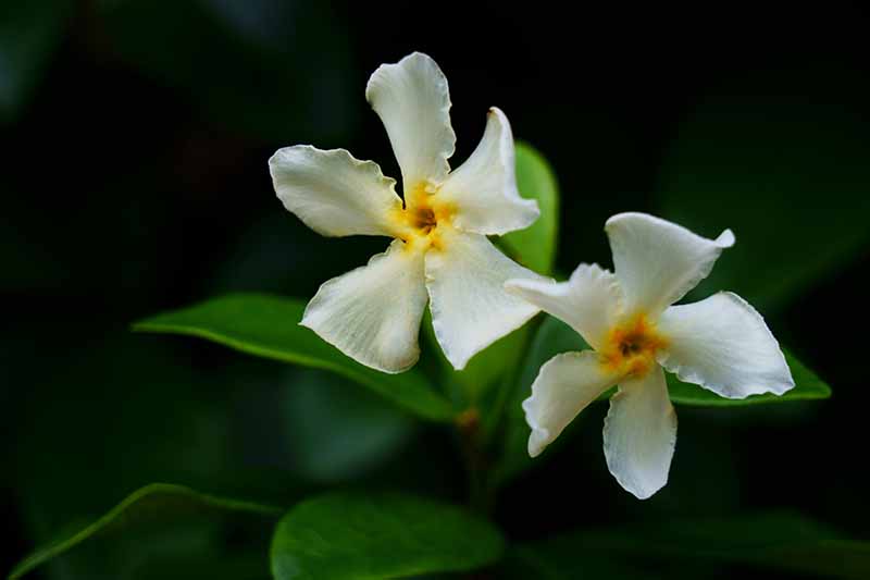 Asian Jasmine