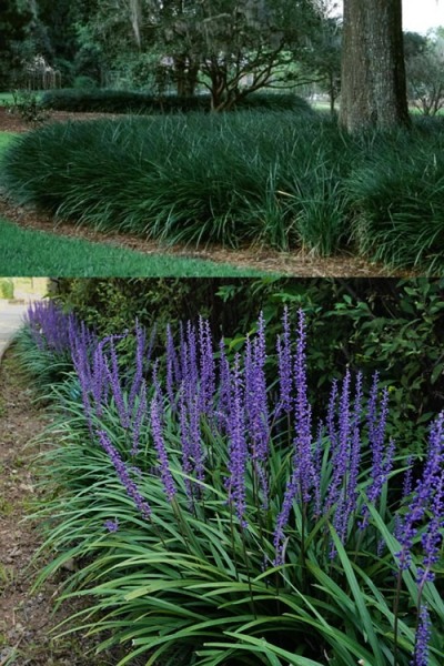 Big Blue Liriope (Lily Turf)