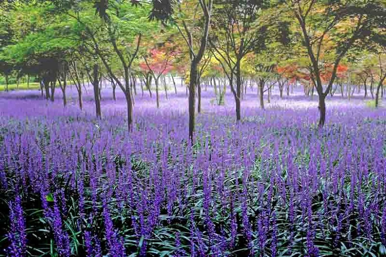 Big Blue Liriope (Lily Turf)