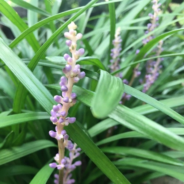 Big Blue Liriope (Lily Turf)