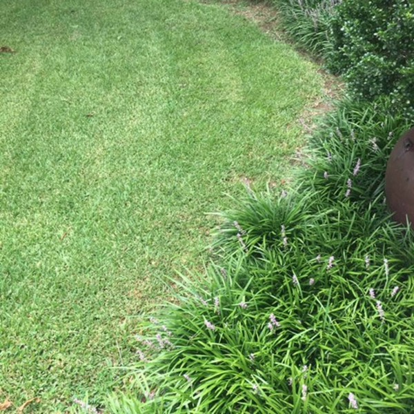 Big Blue Liriope (Lily Turf)