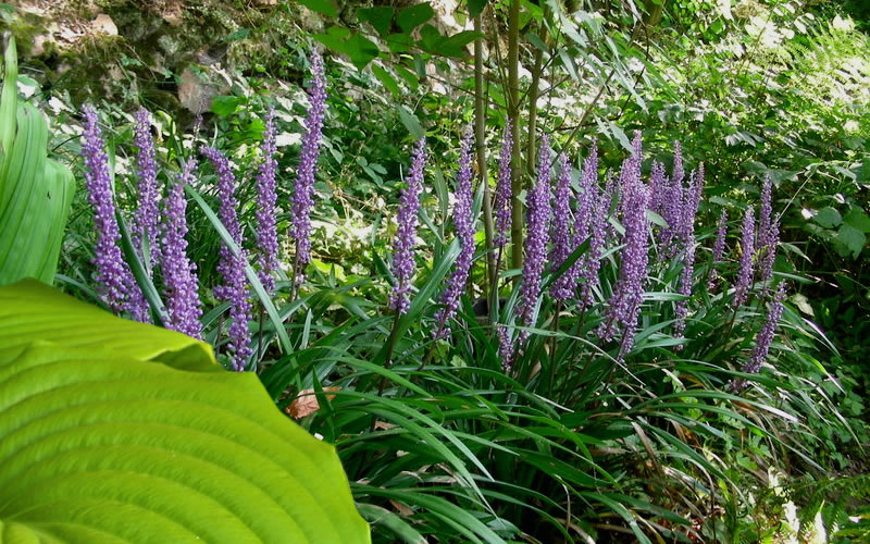 Big Blue Liriope (Lily Turf)