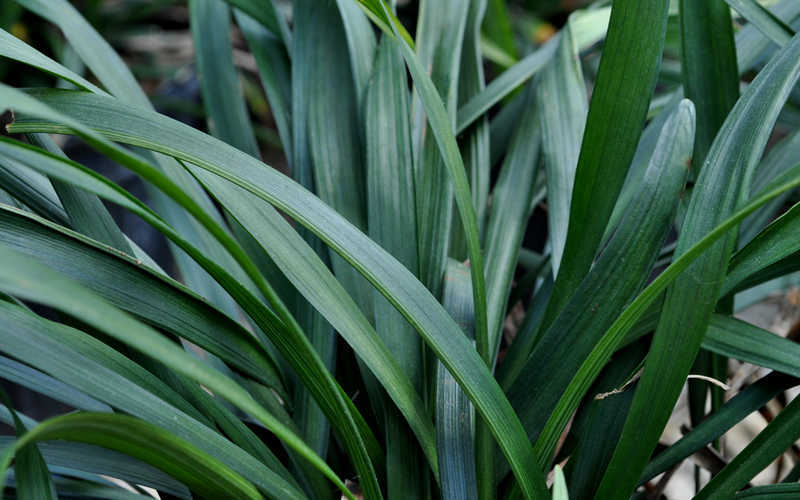 Big Blue Liriope (Lily Turf)
