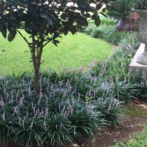 Big Blue Liriope (Lily Turf)