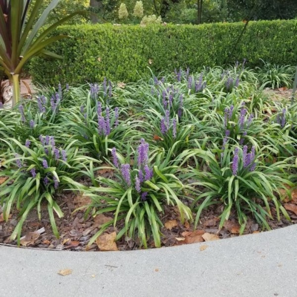 Big Blue Liriope (Lily Turf)