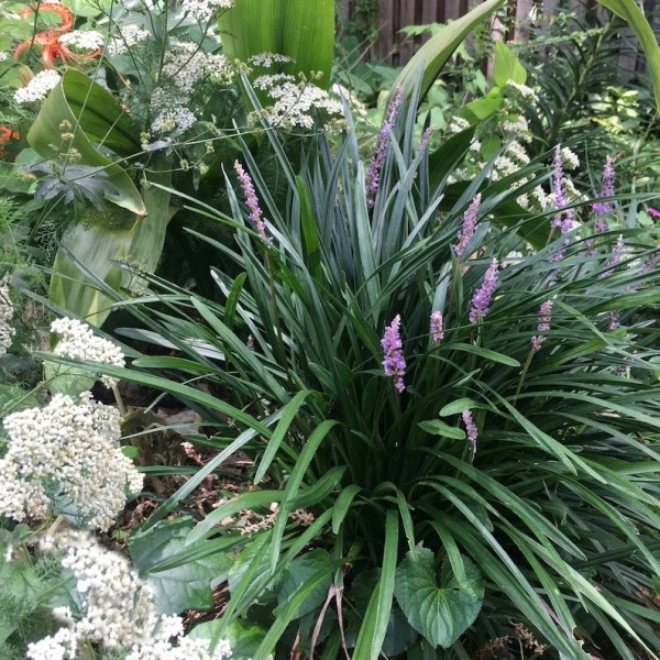Big Blue Liriope (Lily Turf)