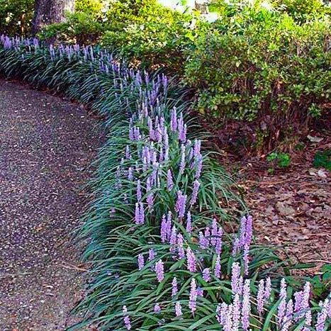 Big Blue Liriope (Lily Turf)