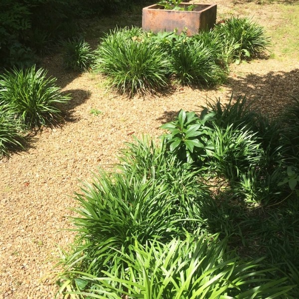 Big Blue Liriope (Lily Turf)