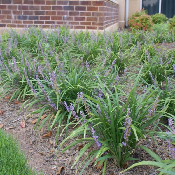 Big Blue Liriope (Lily Turf)