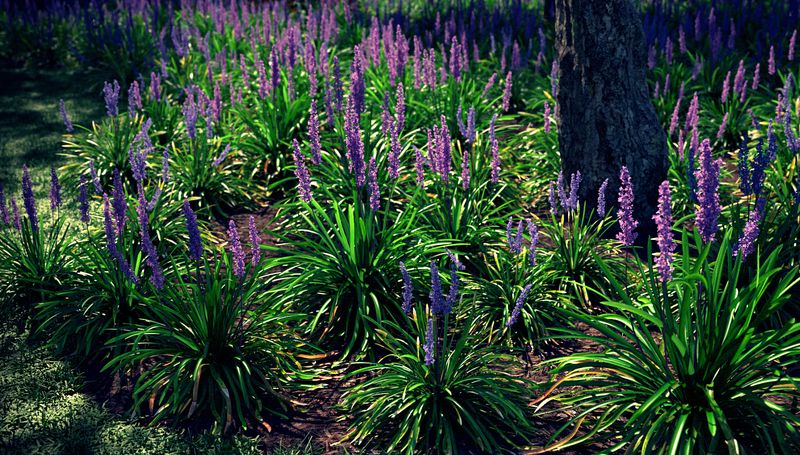 Royal Purple Liriope (Lilyturf)