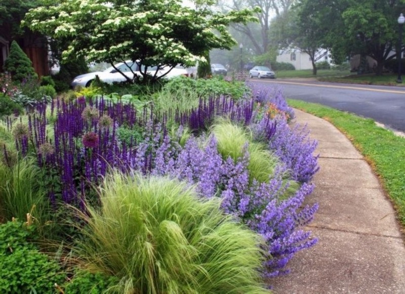Royal Purple Liriope (Lilyturf)