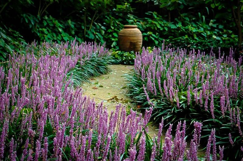 Royal Purple Liriope (Lilyturf)